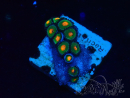 WYSIWYG - Zoanthus Indo Mariculture Acclimated under LED