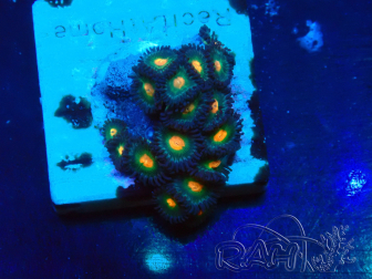 WYSIWYG - Zoanthus 14K6 Mariculture Indo Acclimaté sous led