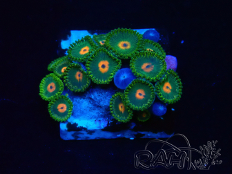 WYSIWYG - Zoanthus 14L1 Mariculture Indo Acclimaté sous led