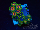 WYSIWYG - Zoanthus Mariculture Indo Acclimaté sous led