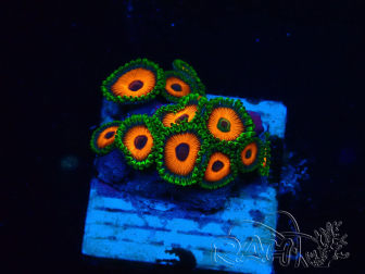 WYSIWYG - Zoanthus Mariculture Indo Acclimaté sous led