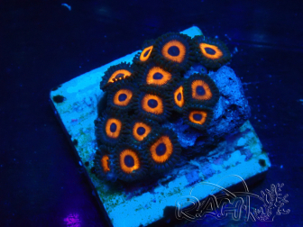 WYSIWYG - Zoanthus Maricoltura Indo Acclimatato sotto led