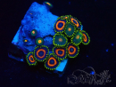WYSIWYG - Zoanthus Maricultura Indo Acclimatato sotto LED