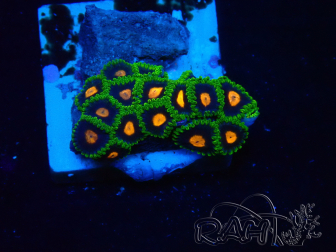 WYSIWYG - Zoanthus 14M3 Mariculture Indo Acclimaté sous led
