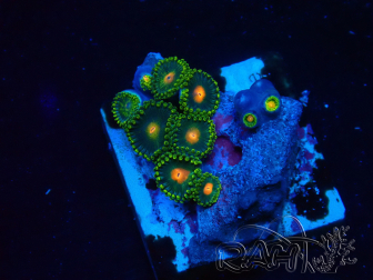 WYSIWYG - Zoanthus Indo Mariculture Acclimated under LED
