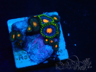 WYSIWYG - Zoanthus Maricultura Indo Acclimatato sotto led