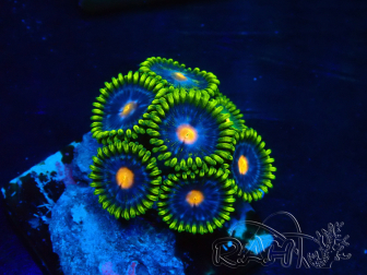 WYSIWYG - Zoanthus Maricultura Indo Aclimatado bajo led