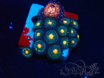 WYSIWYG - Zoanthus Maricoltura Indo Acclimatato sotto led
