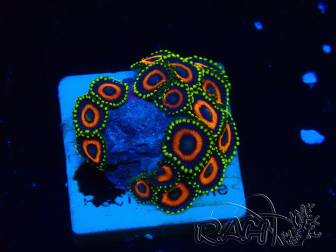 WYSIWYG - Zoanthus Mariculture Indo Acclimatato sotto led