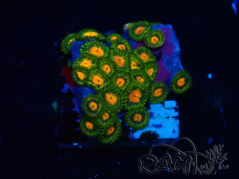 WYSIWYG - Zoanthus Maricoltura Indo Acclimatato sotto LED