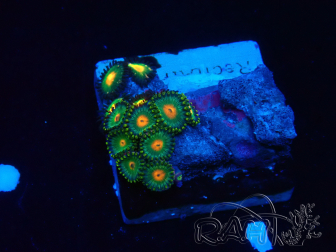 WYSIWYG - Zoanthus  Maricoltura Indo Acclimatato sotto led