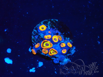 WYSIWYG - Zoanthus  Mariculture Indo Acclimated under LED
