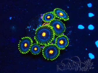 WYSIWYG - Zoanthus  Maricultura Indo Aclimatado bajo led