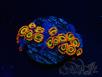 WYSIWYG - Zoanthus 14O6 Mariculture Indo Acclimaté sous led