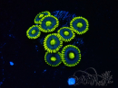 WYSIWYG - Zoanthus 14P2 Mariculture Indo Acclimaté sous led