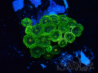 WYSIWYG - Zoanthus Mariculture Indo Acclimated under LED