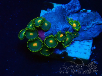 WYSIWYG - Zoanthus 14P4 Mariculture Indo Acclimaté sous led