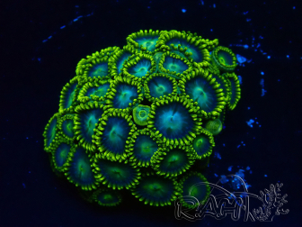 WYSIWYG - Zoanthus  Mariculture Indo Acclimaté sous led