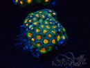 WYSIWYG - Zoanthus  Maricoltura Indo Acclimatato sotto led