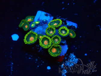 WYSIWYG - Zoanthus 14Q3 Mariculture Indo Acclimaté sous led