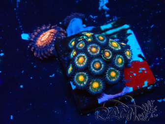 WYSIWYG - Zoanthus  Maricoltura Indo Acclimatato sotto led