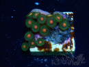 WYSIWYG - Zoanthus Mariculture Indo Acclimaté sous led