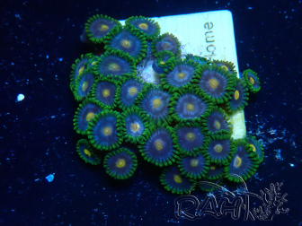 WYSIWYG - Zoanthus Mariculture Indo Acclimaté sous led