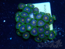 WYSIWYG - Zoanthus Maricultura Indo Acclimatato sotto led