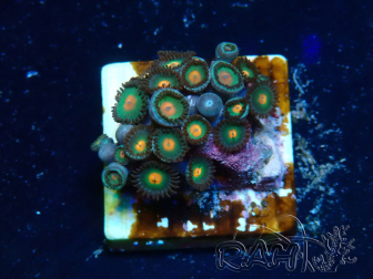 WYSIWYG - Zoanthus Maricoltura Indo Acclimatato sotto led