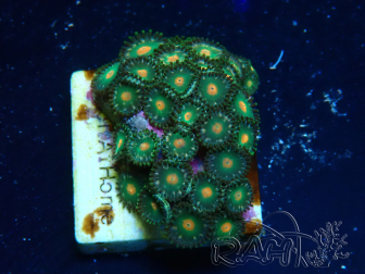 WYSIWYG - Zoanthus Indo Mariculture Acclimated under LED