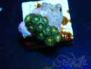WYSIWYG - Zoanthus 14A6 Mariculture Indo Acclimaté sous led
