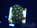 WYSIWYG - Zoanthus Mariculture Indo Acclimaté sous led