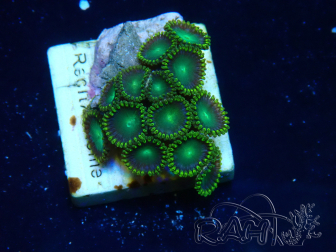 WYSIWYG - Zoanthus Mariculture Indo Acclimated under LED