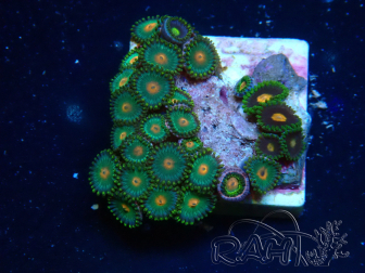 WYSIWYG - Zoanthus Mariculture Indo Acclimaté sous led