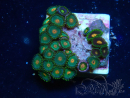 WYSIWYG - Zoanthus Maricoltura Indo Acclimatato sotto led