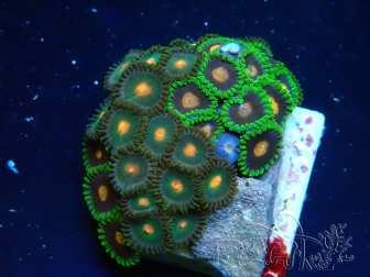 WYSIWYG - Zoanthus Maricultura Indo Aclimatado bajo led