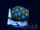 WYSIWYG - Zoanthus Mariculture Indo Acclimaté sous led