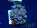 WYSIWYG - Zoanthus Maricoltura Indo Acclimatato sotto led