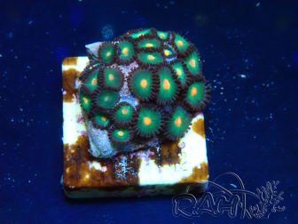 WYSIWYG - Zoanthus Maricultura Indo Acclimatato sotto led
