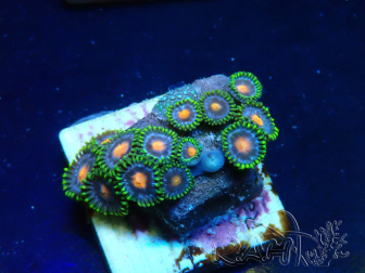 WYSIWYG - Zoanthus 14C6 Mariculture Indo Acclimaté sous led