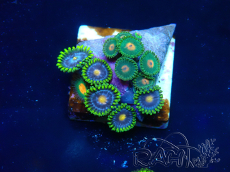 WYSIWYG - Zoanthus Maricultura Indo Aclimatado bajo LED