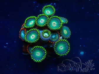WYSIWYG - Zoanthus Mariculture Indo Acclimaté sous led
