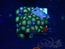 WYSIWYG - Zoanthus Mariculture Indo Acclimaté sous led
