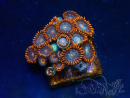 WYSIWYG - Zoanthus Maricultura Indo Acclimatato sotto led