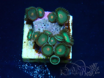 WYSIWYG - Zoanthus Mariculture Indo Acclimated under LED
