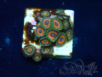 WYSIWYG - Zoanthus Maricoltura Indo Acclimatato sotto led