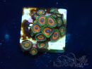 WYSIWYG - Zoanthus Maricoltura Indo Acclimatato sotto led