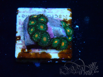 WYSIWYG - Zoanthus Indo Mariculture Acclimated under LED