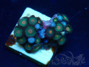 WYSIWYG - Zoanthus Indo Mariculture Acclimated under LED