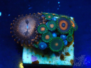WYSIWYG - Zoanthus Maricoltura Indo Acclimatato sotto LED